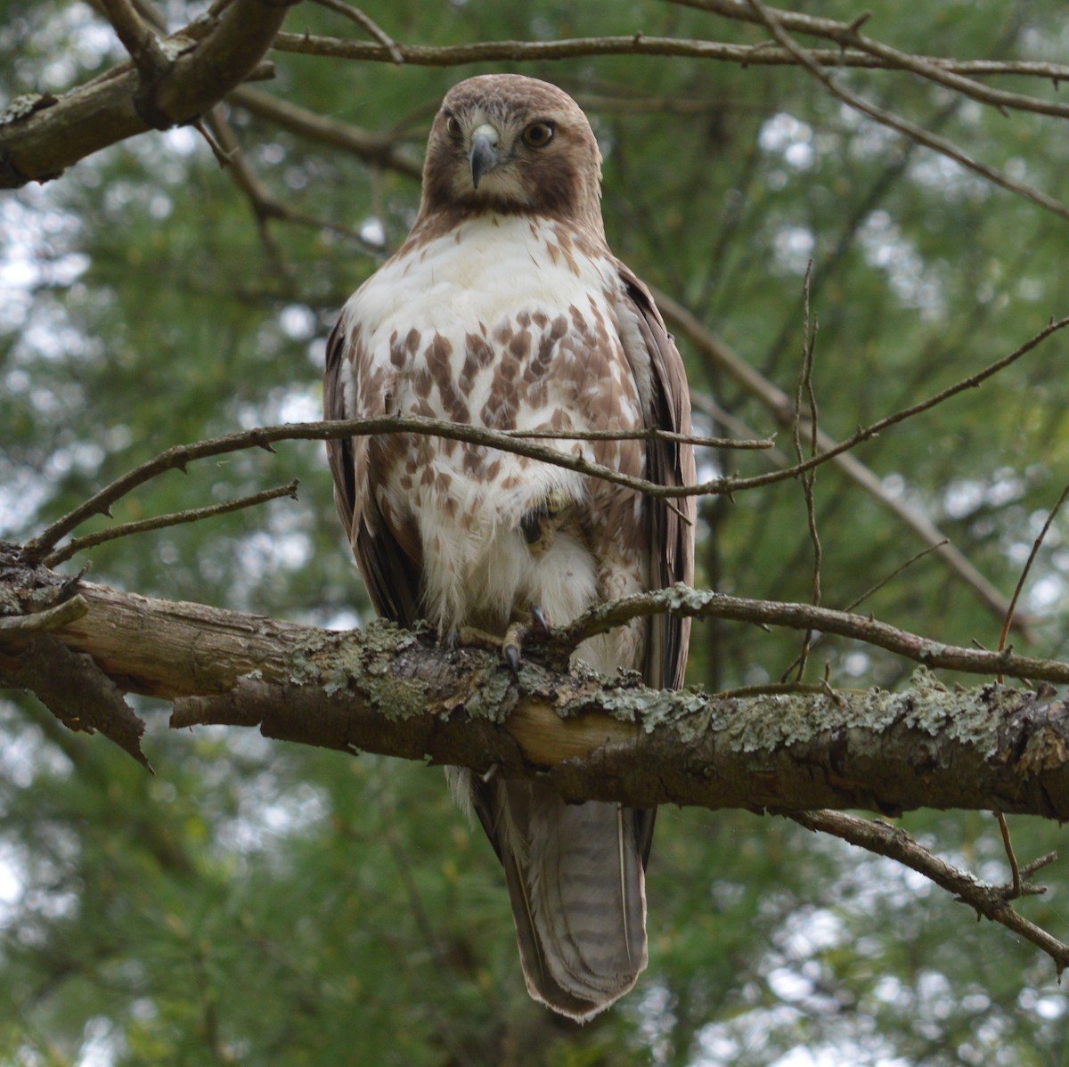 Red-tailed Hawk (borealis) - John Keeley