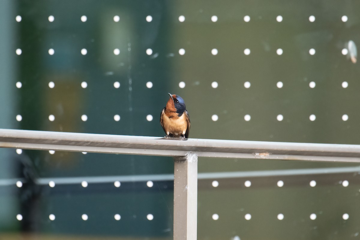 Barn Swallow - Tony Ducks