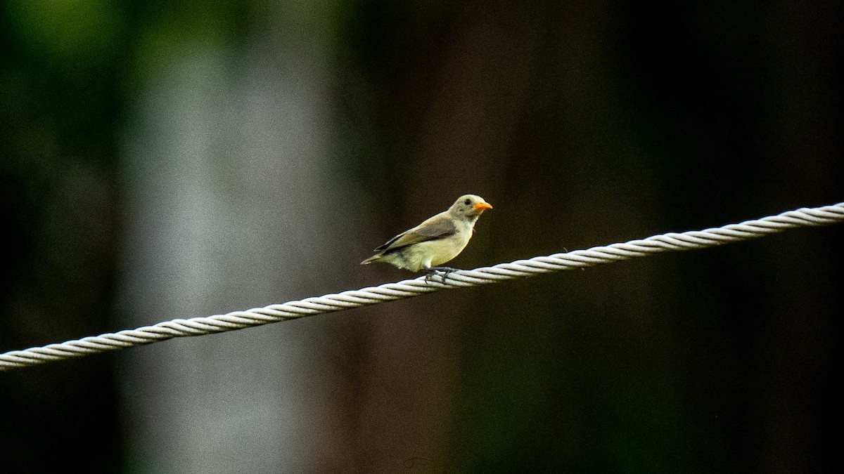 Pale-billed Flowerpecker - Faisal Fasaludeen