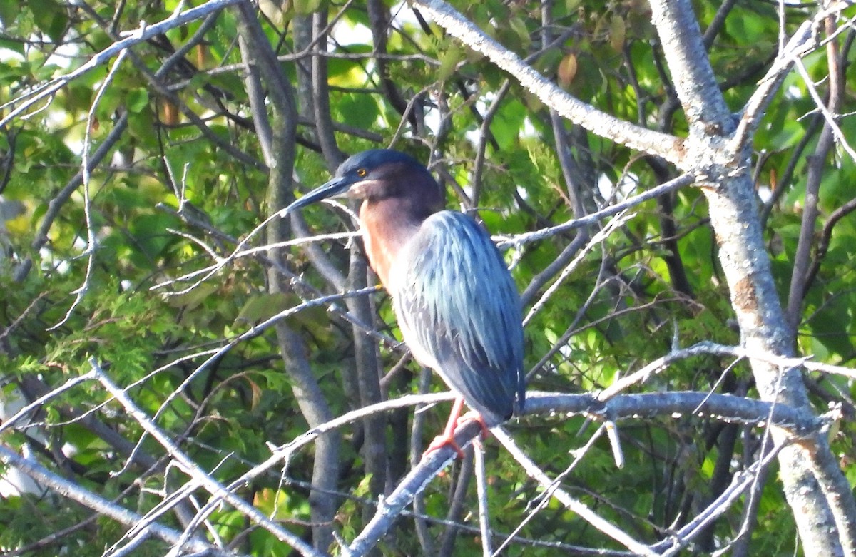 Green Heron - ML619398826