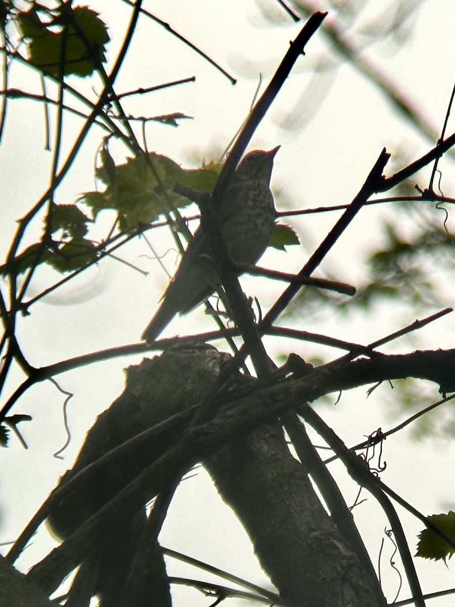 Swainson's Thrush - Katelyn Davis