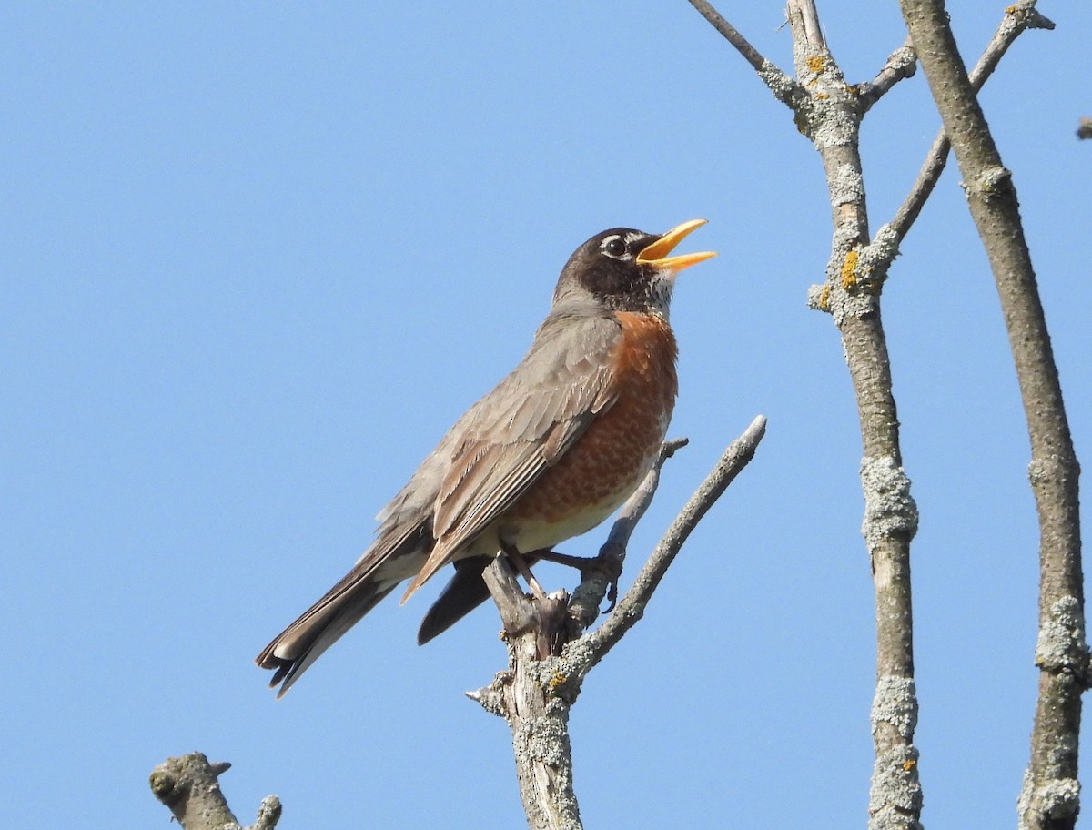 American Robin - ML619398843