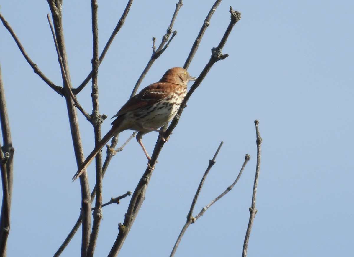 Brown Thrasher - ML619398852