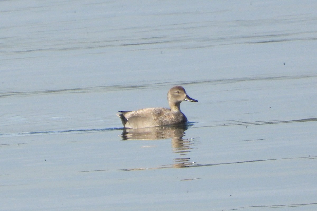 Gadwall - ML619398856