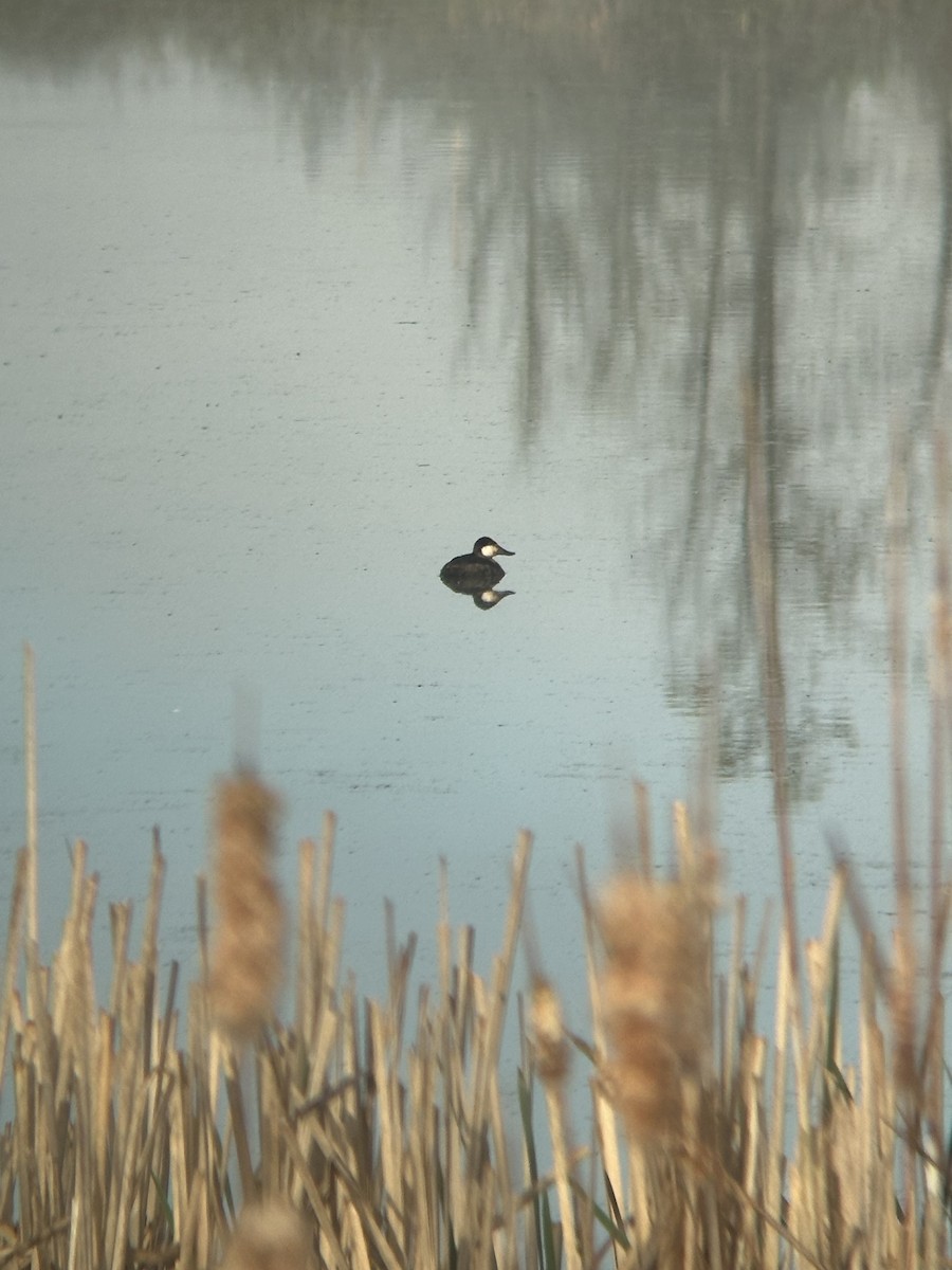 Ruddy Duck - Katelyn Davis