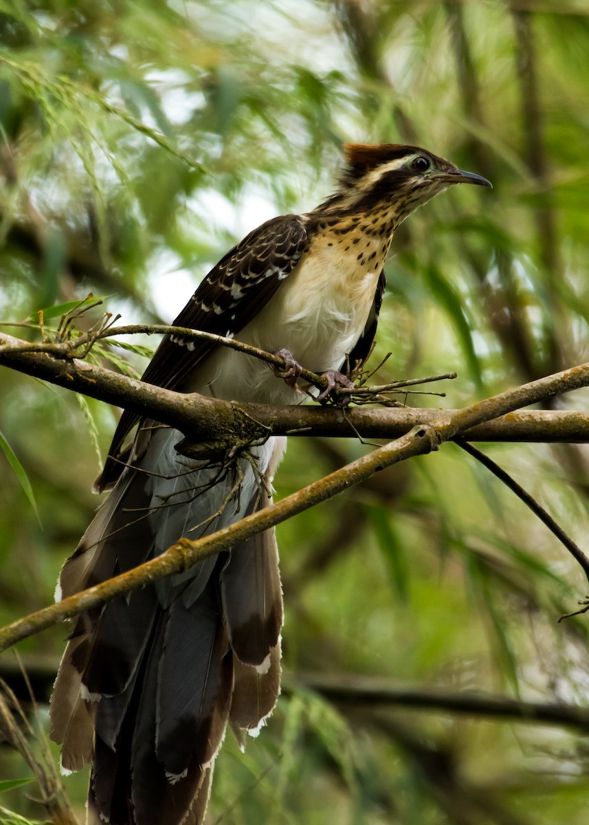 Pheasant Cuckoo - Luiz Anjos