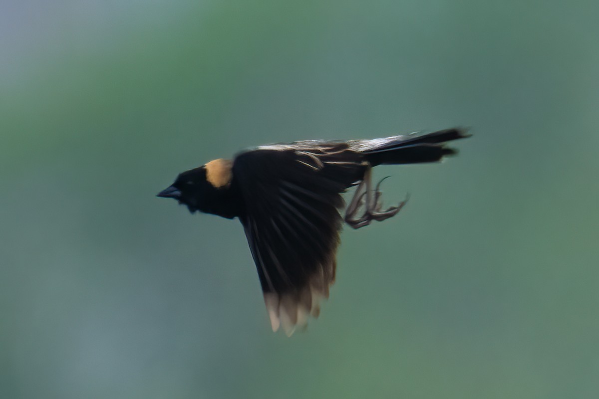 Bobolink - Tony Ducks