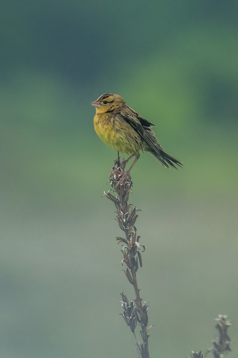 Bobolink - Tony Ducks