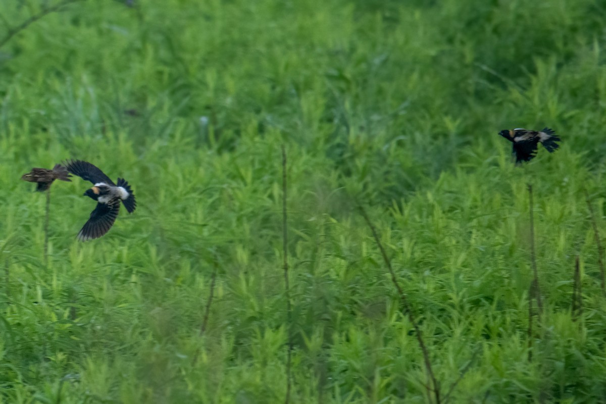 Bobolink - Tony Ducks