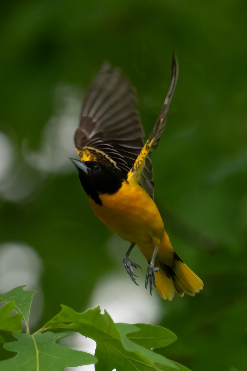 Baltimore Oriole - Tony Ducks