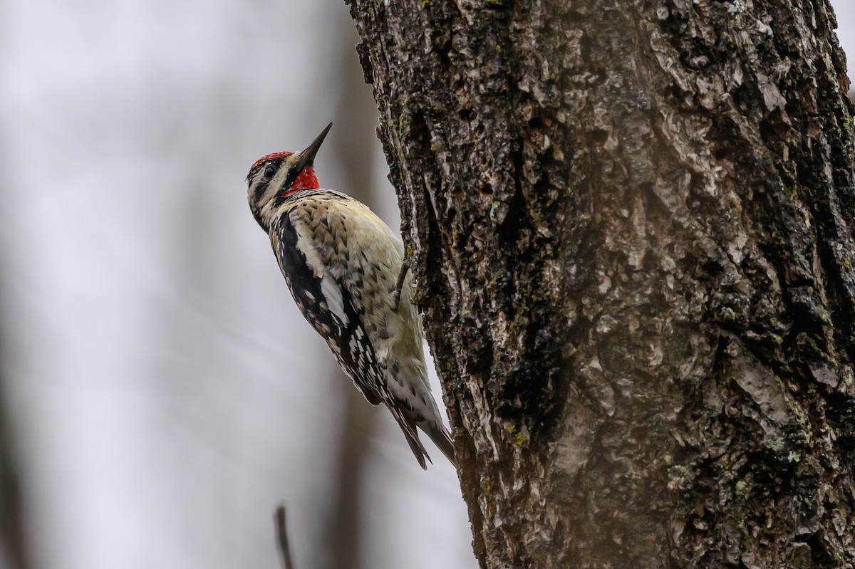 Yellow-bellied Sapsucker - Stephen Davies