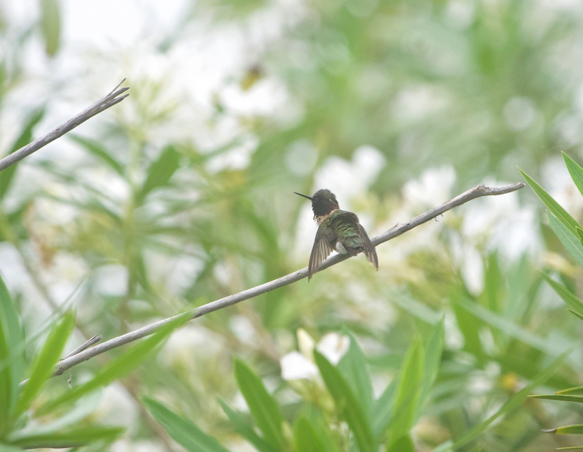 Ruby-throated Hummingbird - ML619398898