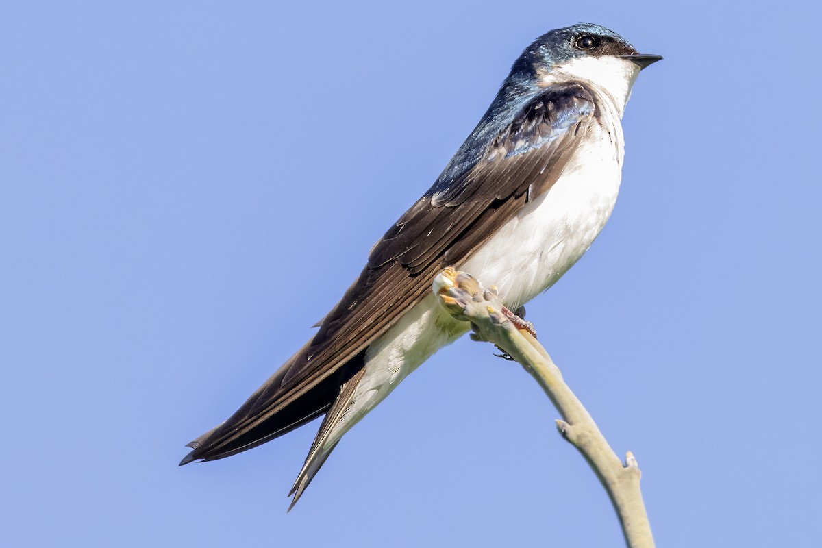 Tree Swallow - Scott Young