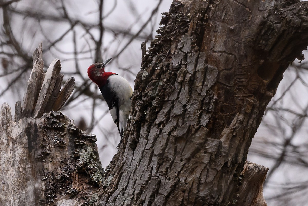 Red-headed Woodpecker - ML619398907