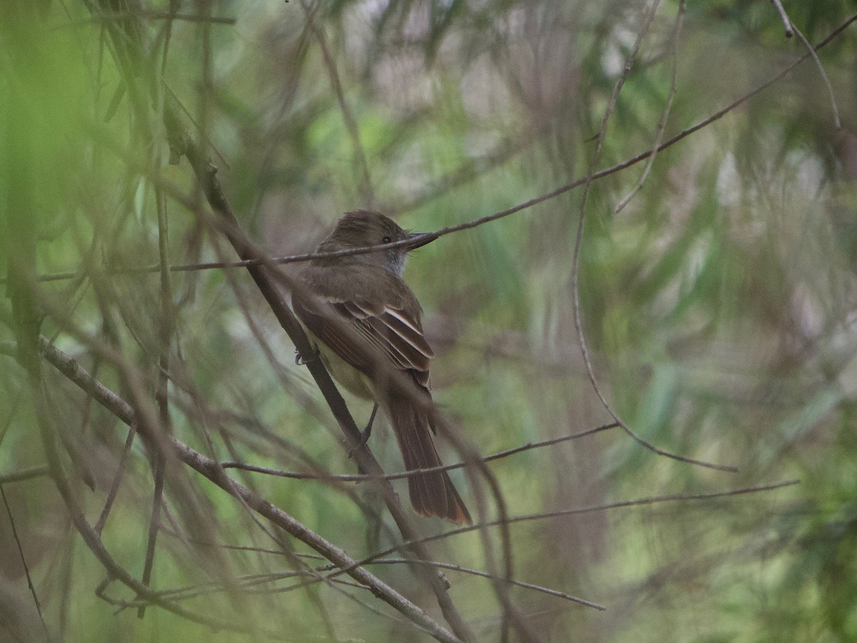 Brown-crested Flycatcher - ML619398919