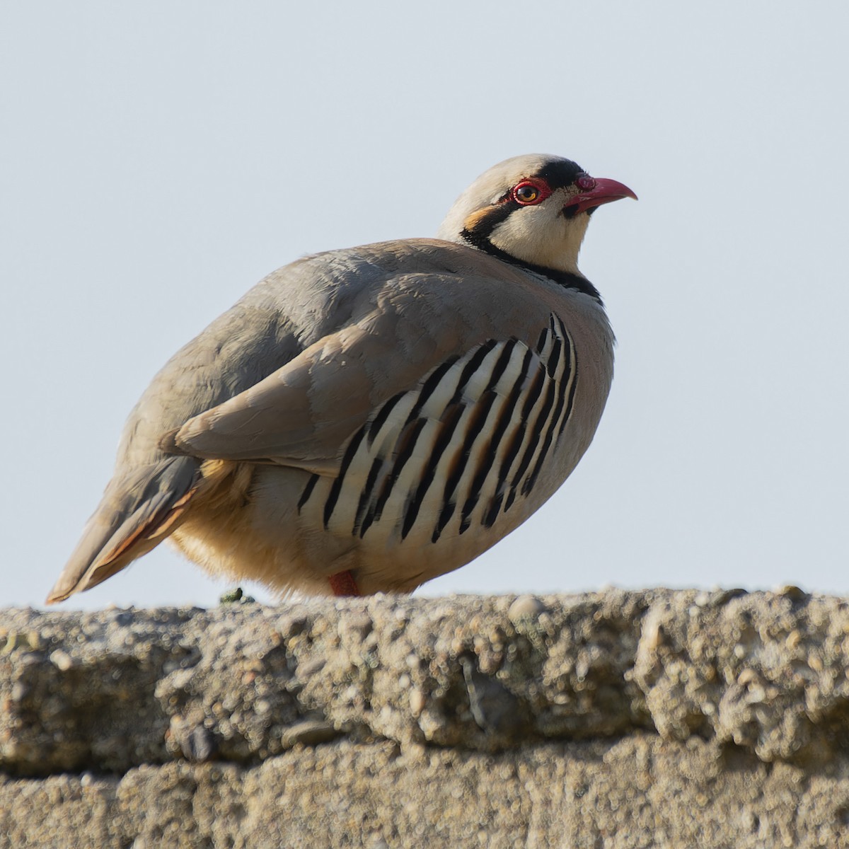 Chukar - john Butters