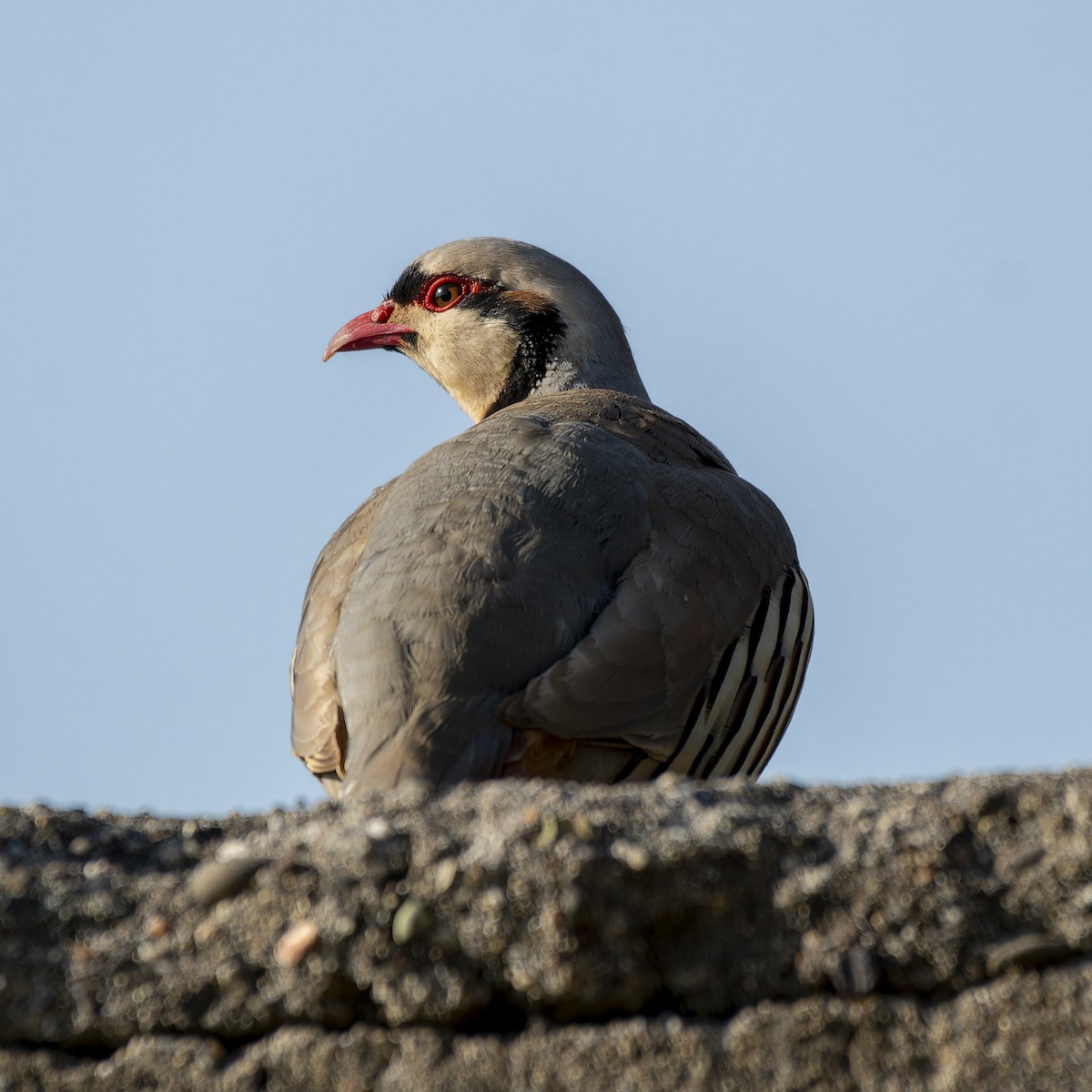 Chukar - john Butters