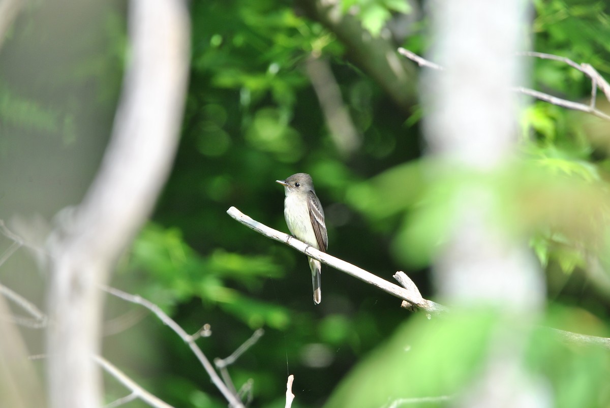 Least Flycatcher - Harper Mazock