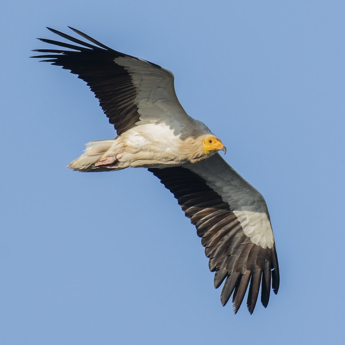 Egyptian Vulture - john Butters