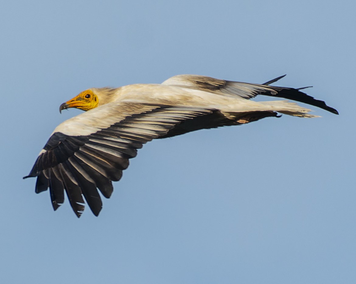 Egyptian Vulture - john Butters