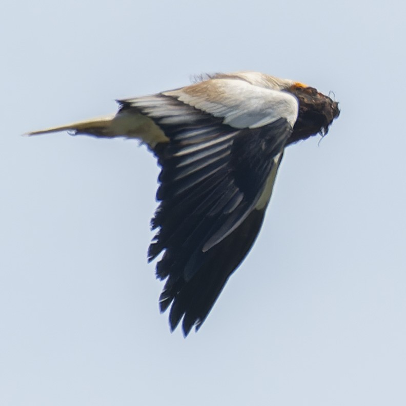 Egyptian Vulture - john Butters