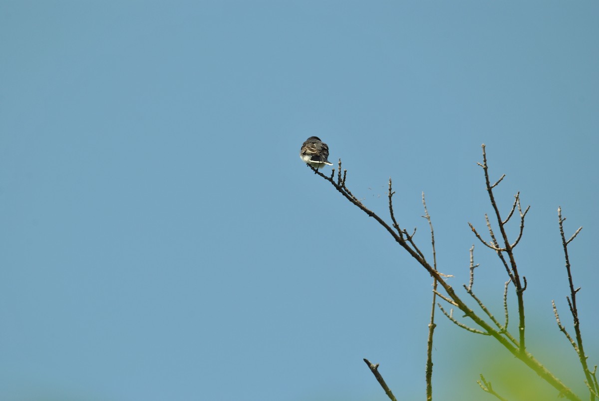 Eastern Kingbird - Harper Mazock