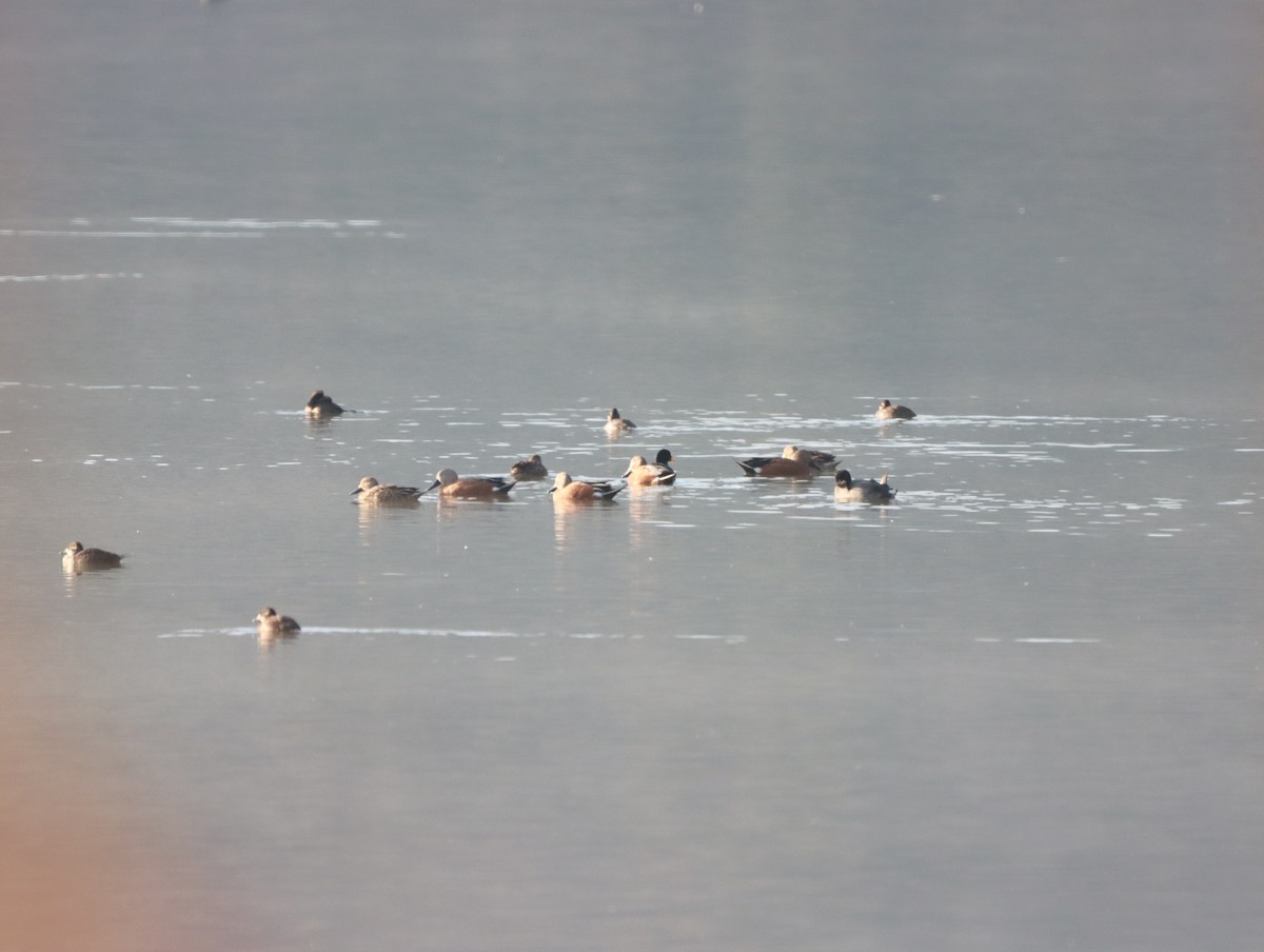 Red Shoveler - Mario Reyes