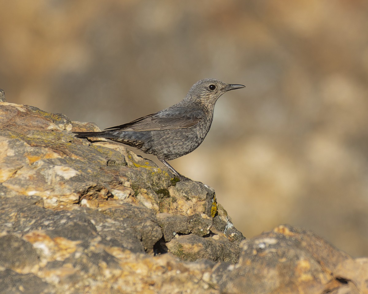 Blue Rock-Thrush - john Butters