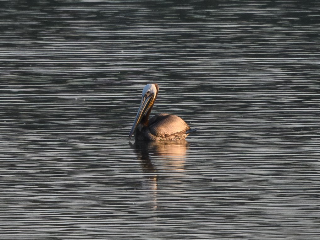 Brown Pelican - ML619398990