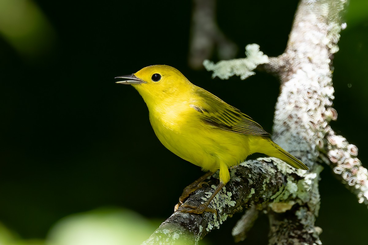 Yellow Warbler - Chris S. Wood