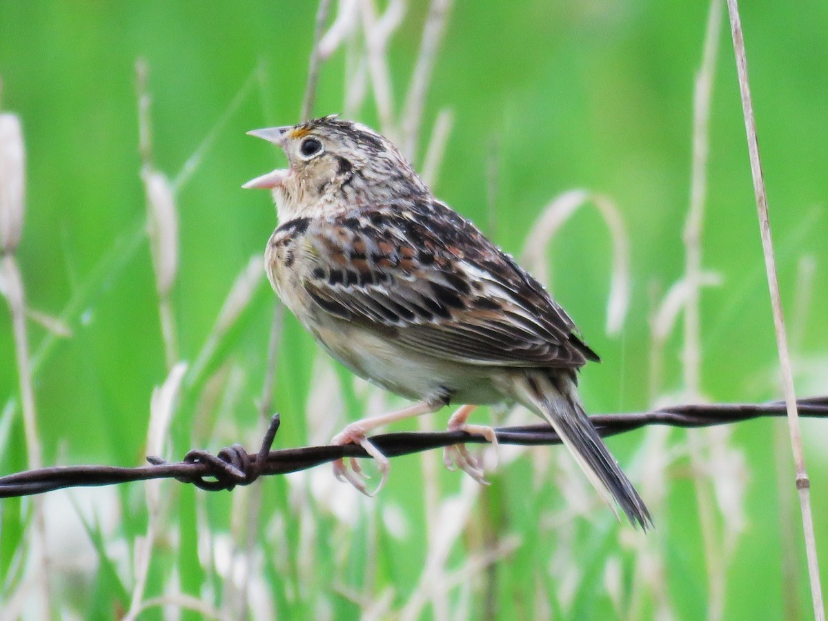 Grasshopper Sparrow - Michel Turcot