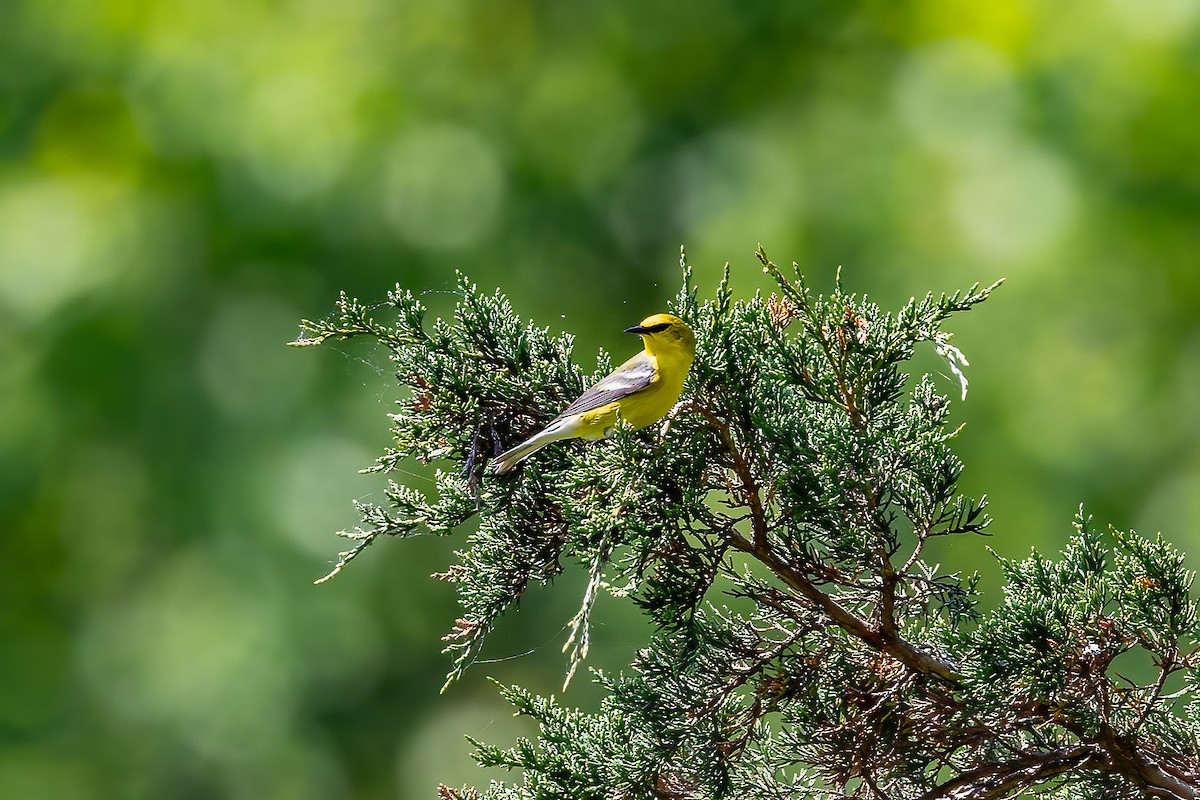 Blue-winged Warbler - Chris S. Wood