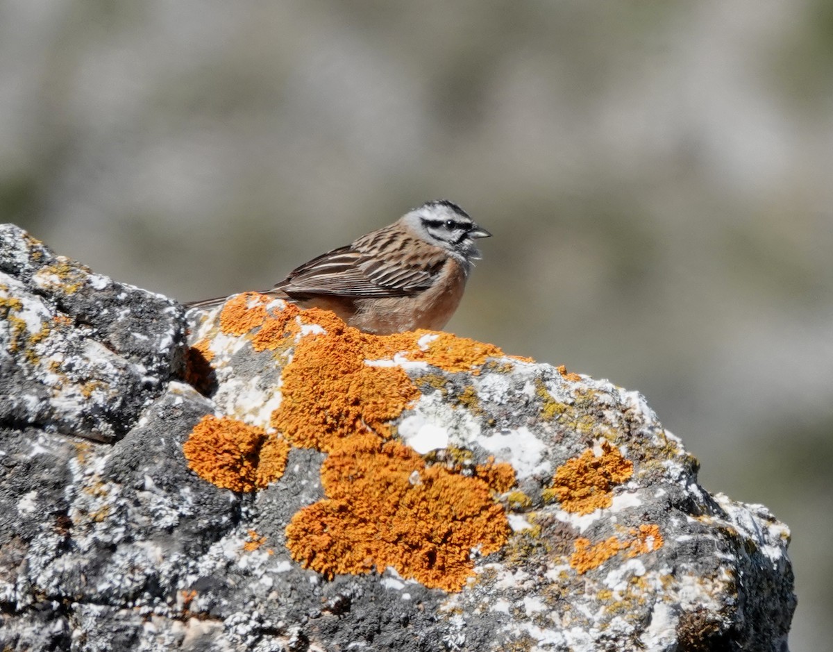 Rock Bunting - Juan Ramírez