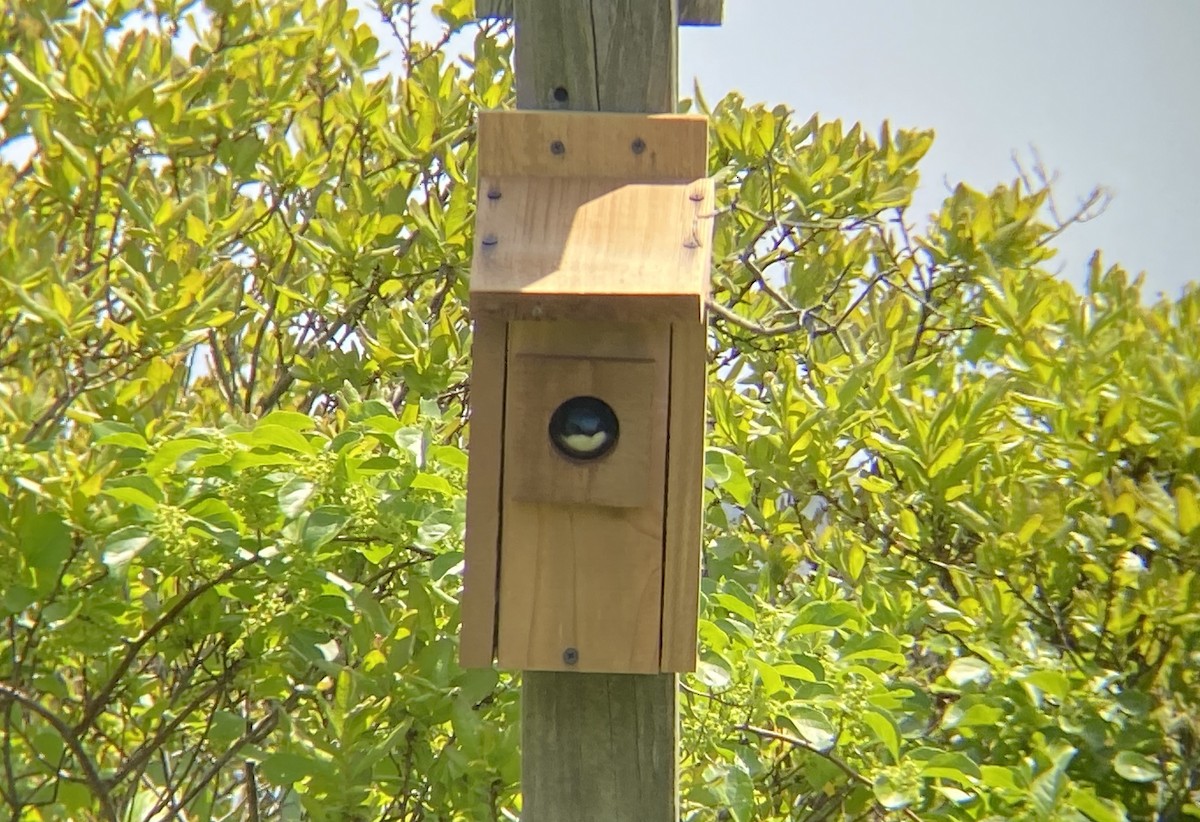 Tree Swallow - Rachel Messbauer