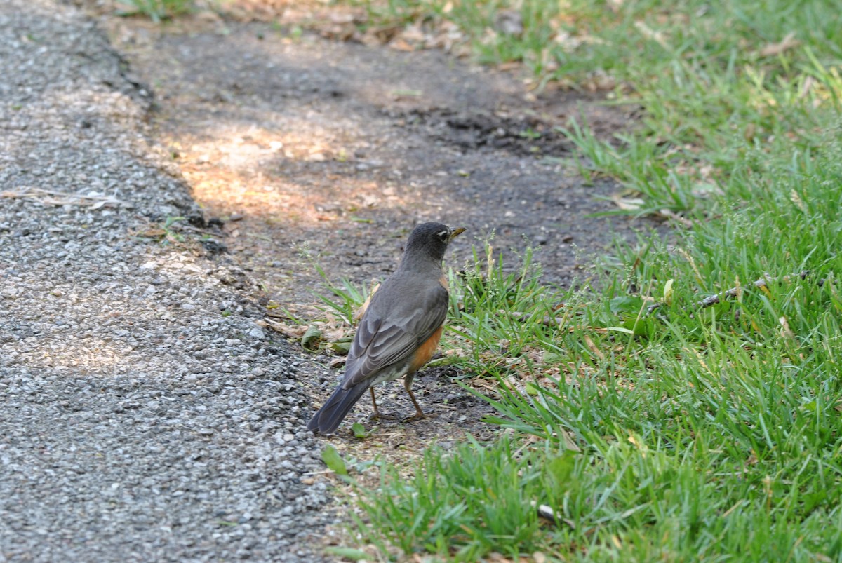 American Robin - Harper Mazock