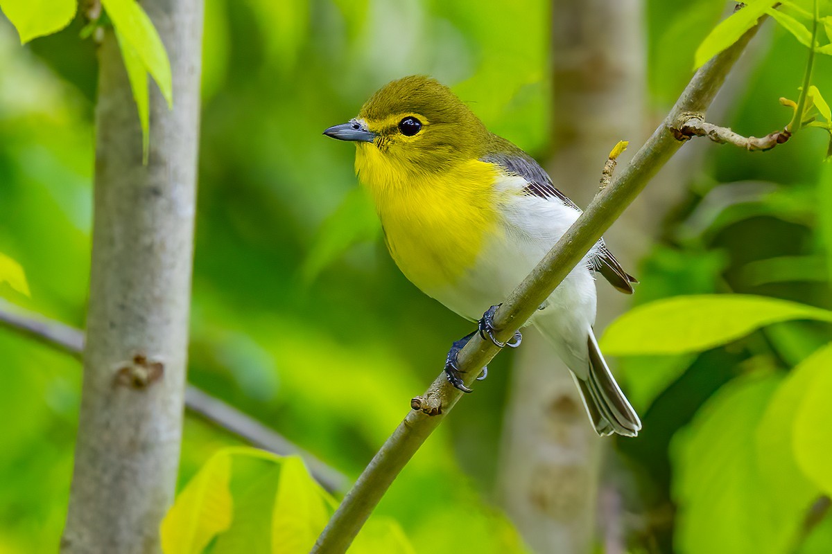 Yellow-throated Vireo - Chris S. Wood