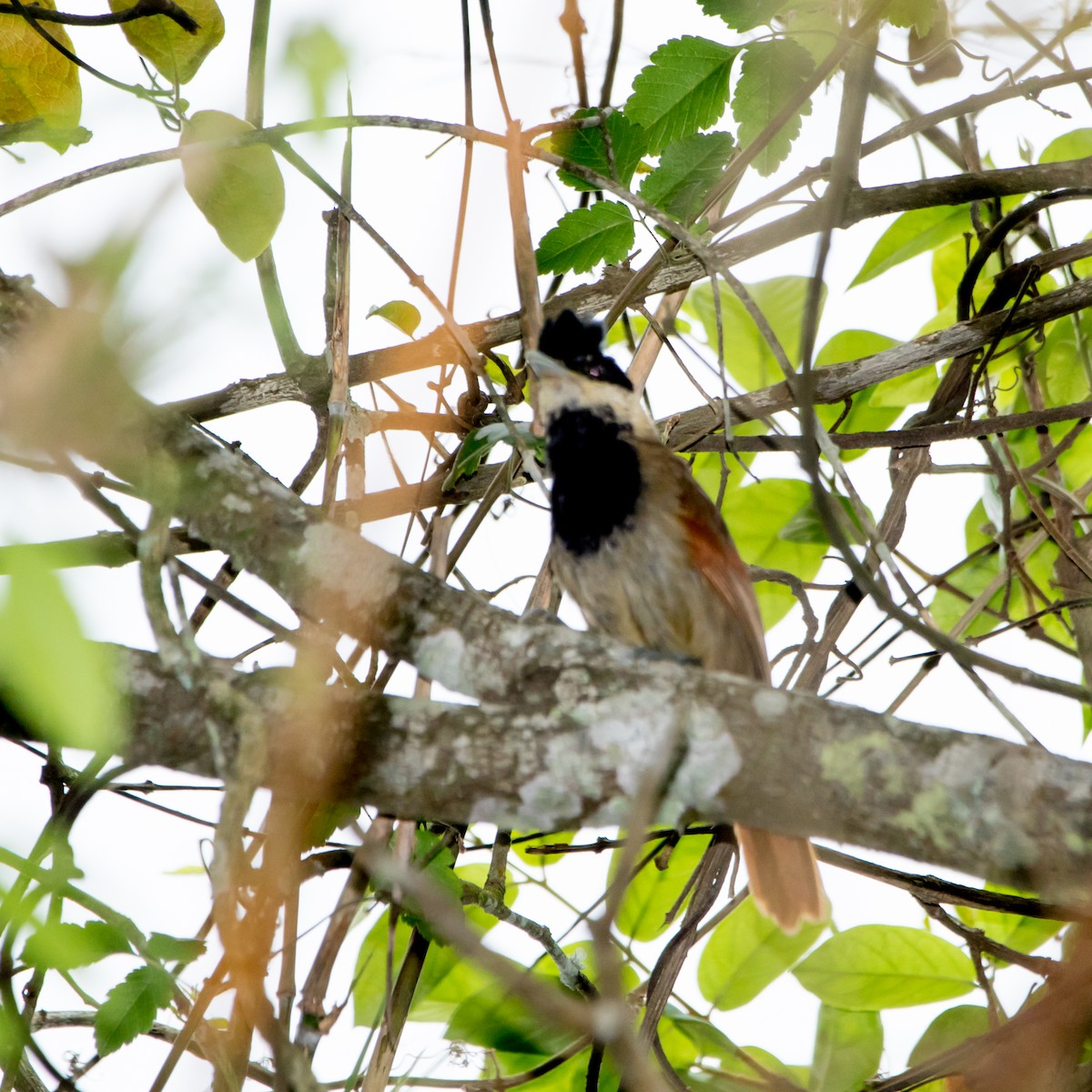 White-bearded Antshrike - Luiz Anjos