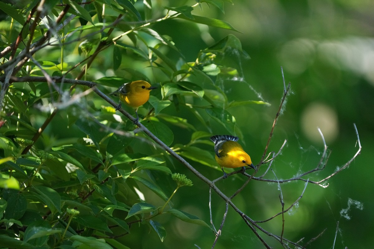 Prothonotary Warbler - Bob Athey