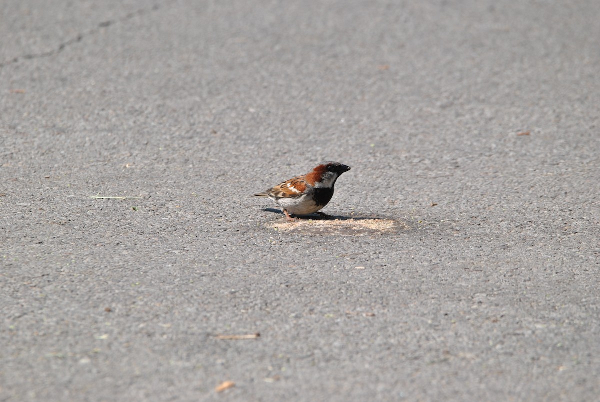 House Sparrow - ML619399024