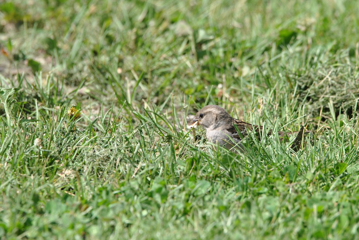 House Sparrow - ML619399035