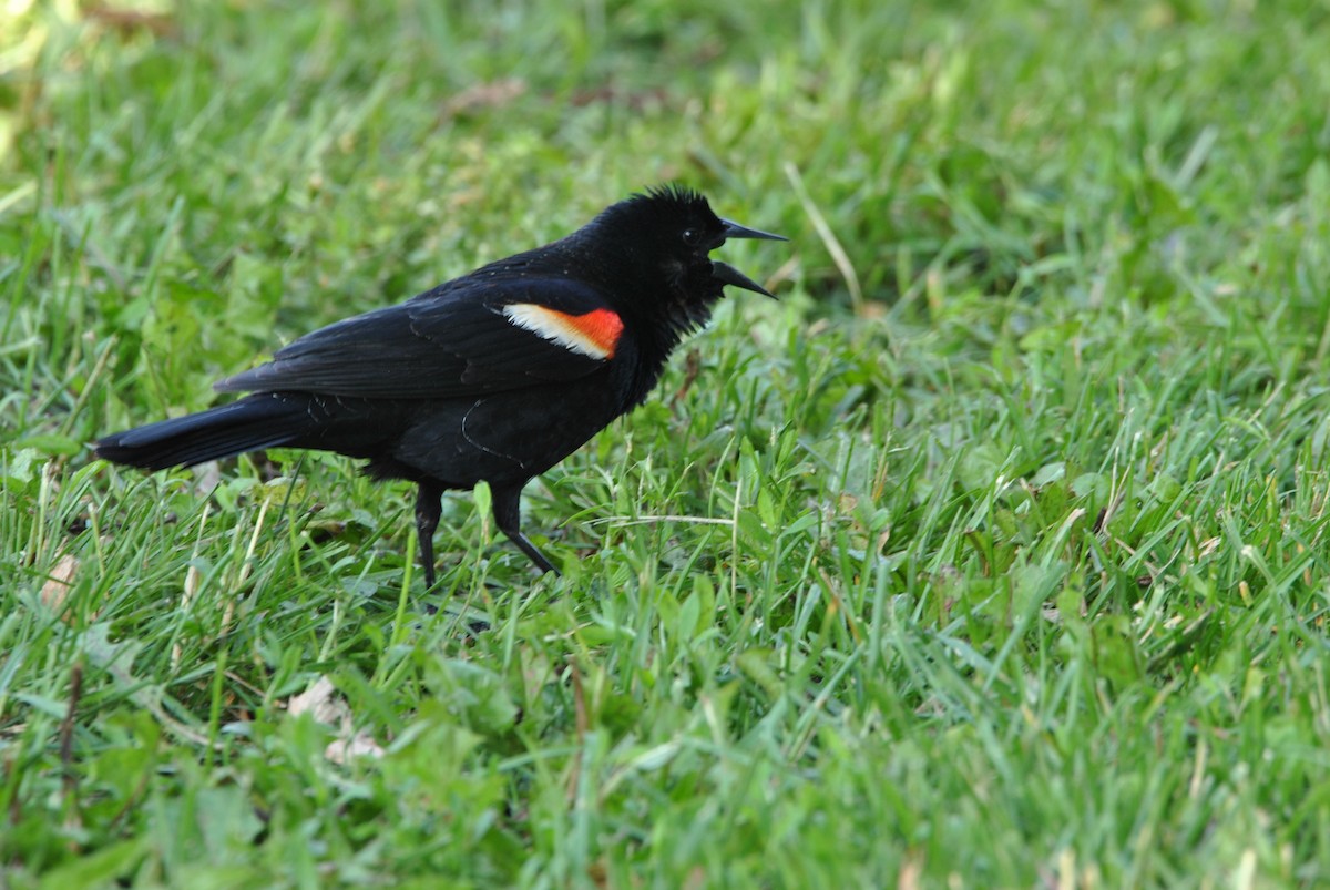 Red-winged Blackbird - Harper Mazock