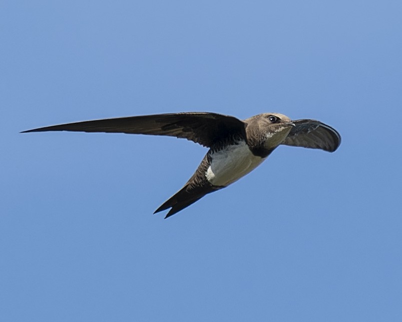 Alpine Swift - john Butters