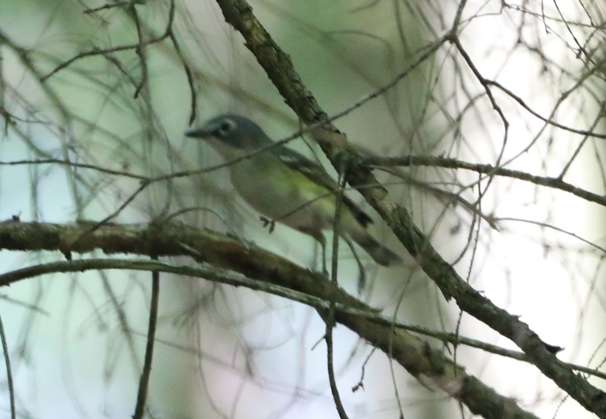 Vireo Solitario - ML619399044