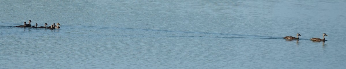 Mallard/Mottled Duck - ML619399047