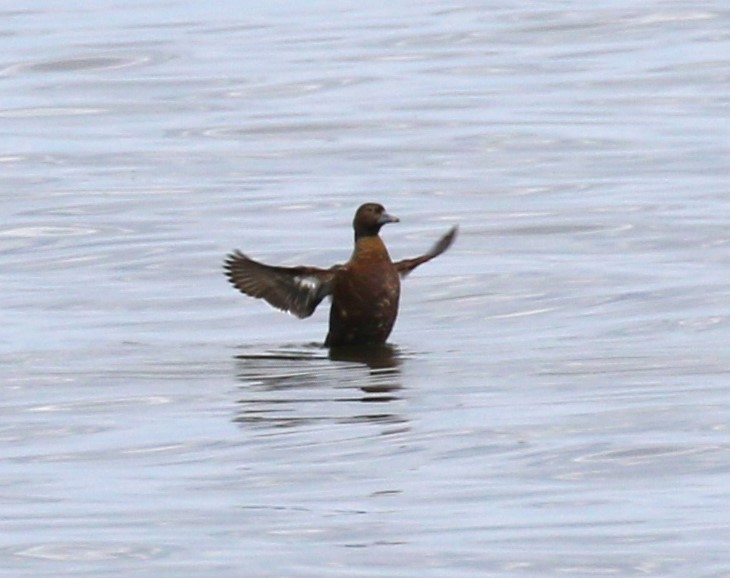 Steller's Eider - sean clancy