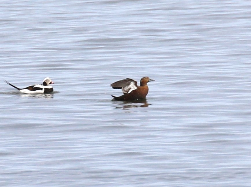 Steller's Eider - sean clancy