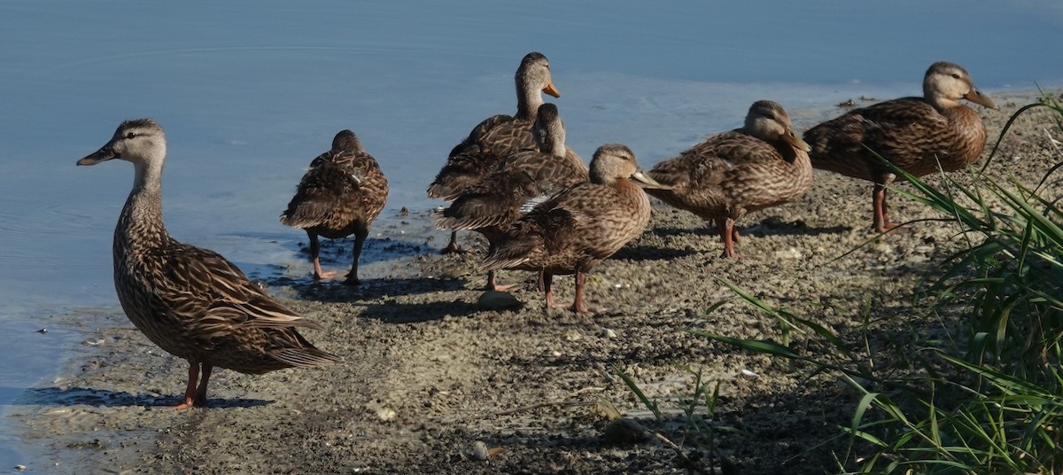 Canard colvert ou C. brun - ML619399053