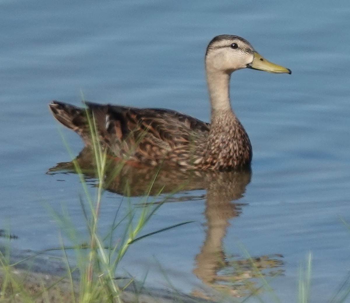 Mottled Duck - Lilian Saul