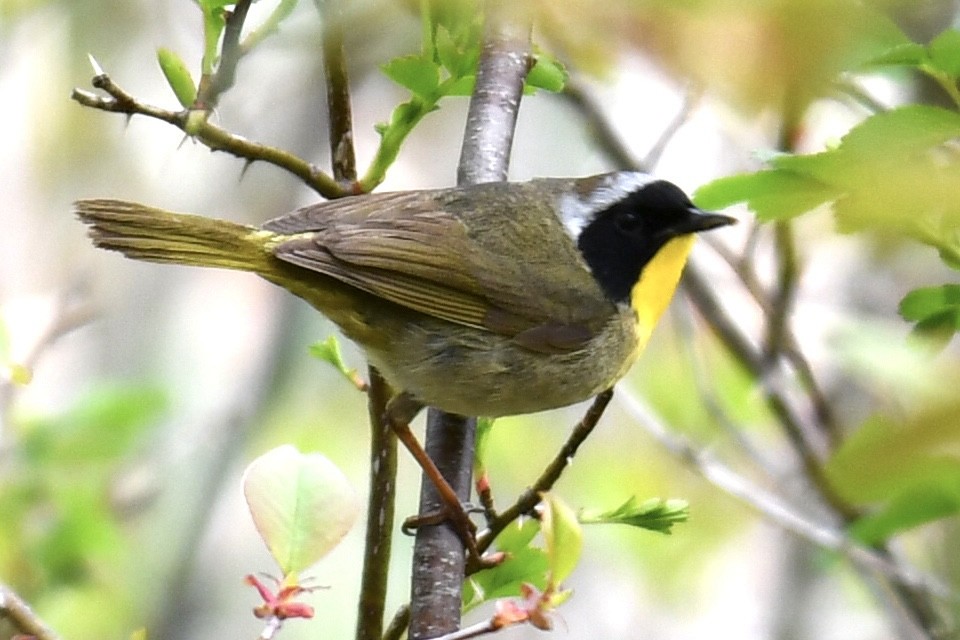 Common Yellowthroat - Anonymous User