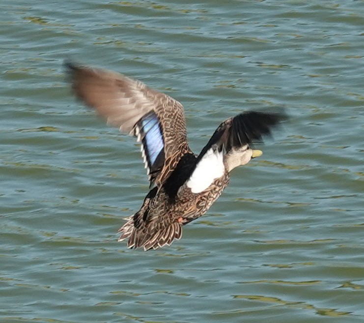 Mottled Duck - Lilian Saul